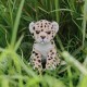 Charlie Bears Maskotka leopard, z serii Cuddle Cubs, mały pluszak idealny dla niemowląt, 13 cm