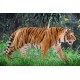 Schleich Wild Life - Tygrys, figurka dla dzieci 3+