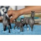 Schleich Horse Club - Koń Ogier rasy selle francais, figurka dla dzieci 5+