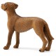 Schleich Farm World - Pies rasa Rhodesian Ridgeback, figurka dla dzieci 3+