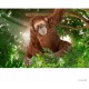 Schleich Wild Life - Orangutan samica, figurka dla dzieci 3+