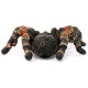 Schleich Wild Life - Pająk Tarantula, ptasznik, figurka dla dzieci 3+