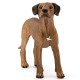 Schleich Farm World - Pies rasa Rhodesian Ridgeback, figurka dla dzieci 3+