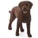 Schleich Farm World - Pies rasa Labrador Retrieve, suczka, figurka dla dzieci 3+